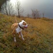 Amerikansk bulldog Bella