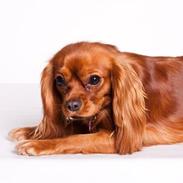 Cavalier king charles spaniel Skvisa