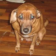 Blanding af racer Luna