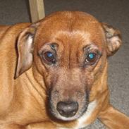 Blanding af racer Luna