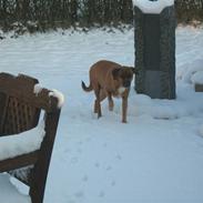 Blanding af racer Luna