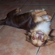 Chihuahua sns pia nyby's gizmo RIP