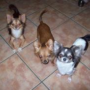 Chihuahua sns pia nyby's gizmo RIP