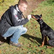 Dobermann DANA