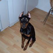 Dobermann DANA