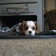 Cavalier king charles spaniel Blendheim