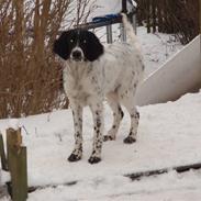 Engelsk setter Nordvestjyden`s Duana