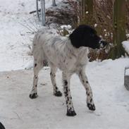 Engelsk setter Nordvestjyden`s Duana