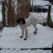 Engelsk setter Nordvestjyden`s Duana