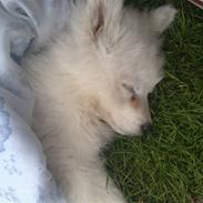 Samojedhund ludwig <3