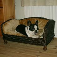 Fransk bulldog Gustav