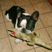 Fransk bulldog Gustav