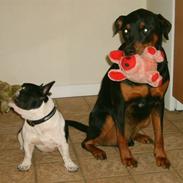 Fransk bulldog Gustav