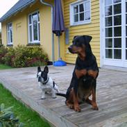 Fransk bulldog Gustav