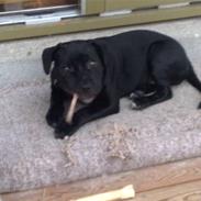 Staffordshire bull terrier Zini