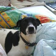 Dansk svensk gaardhund Molly R.I.P :'( 