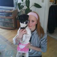 Dansk svensk gaardhund Molly R.I.P :'( 