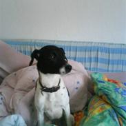 Dansk svensk gaardhund Molly R.I.P :'( 