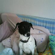 Dansk svensk gaardhund Molly R.I.P :'( 