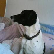 Dansk svensk gaardhund Molly R.I.P :'( 