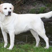 Labrador retriever Jubilant Justice for Peace