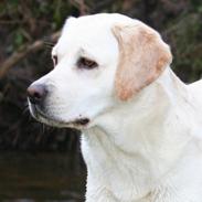 Labrador retriever Jubilant Justice for Peace