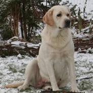 Labrador retriever Jubilant Justice for Peace