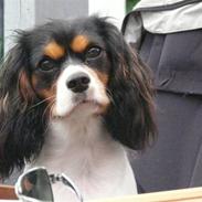 Cavalier king charles spaniel Annexgårdens Luna