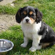 Cavalier king charles spaniel Annexgårdens Luna