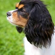 Cavalier king charles spaniel Annexgårdens Luna