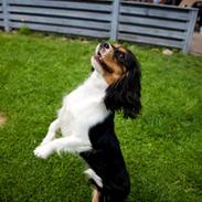 Cavalier king charles spaniel Annexgårdens Luna