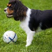 Cavalier king charles spaniel Annexgårdens Luna