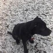 Staffordshire bull terrier Zini