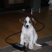 Jack russell terrier Balou