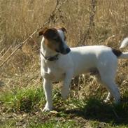 Jack russell terrier Balou