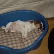 Jack russell terrier Balou