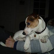 Jack russell terrier Balou