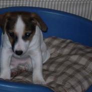 Jack russell terrier Balou