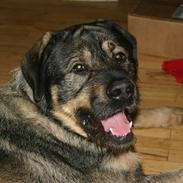 Blanding af racer Pax