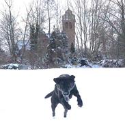 Labrador retriever Mischa