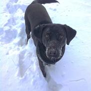 Labrador retriever Mischa