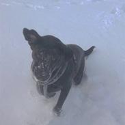 Labrador retriever Mischa