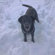 Labrador retriever Mischa