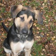 Blanding af racer Lucas