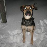 Blanding af racer Lucas