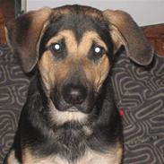 Blanding af racer Lucas