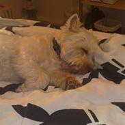 West highland white terrier Sofus (Himmelhund 15/6-2017)