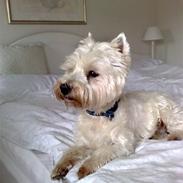 West highland white terrier Sofus (Himmelhund 15/6-2017)