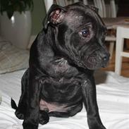 Staffordshire bull terrier Samson