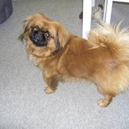 Pekingeser Monty